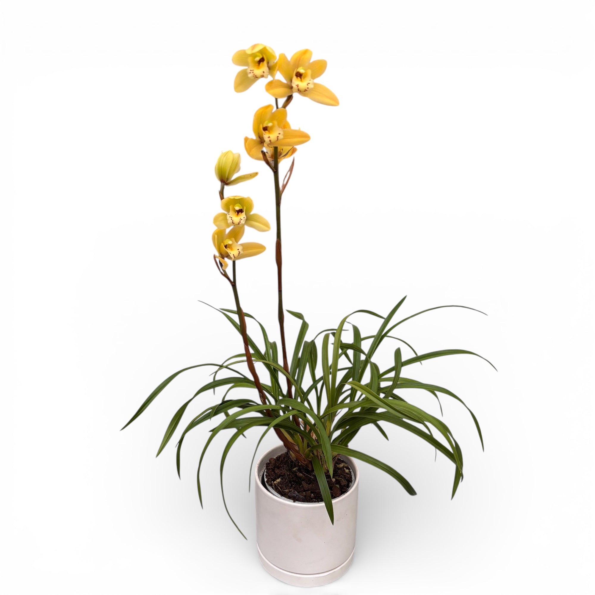 Cymbidium Eastern Bunny - miniaturé compact avec des fleurs parfumées