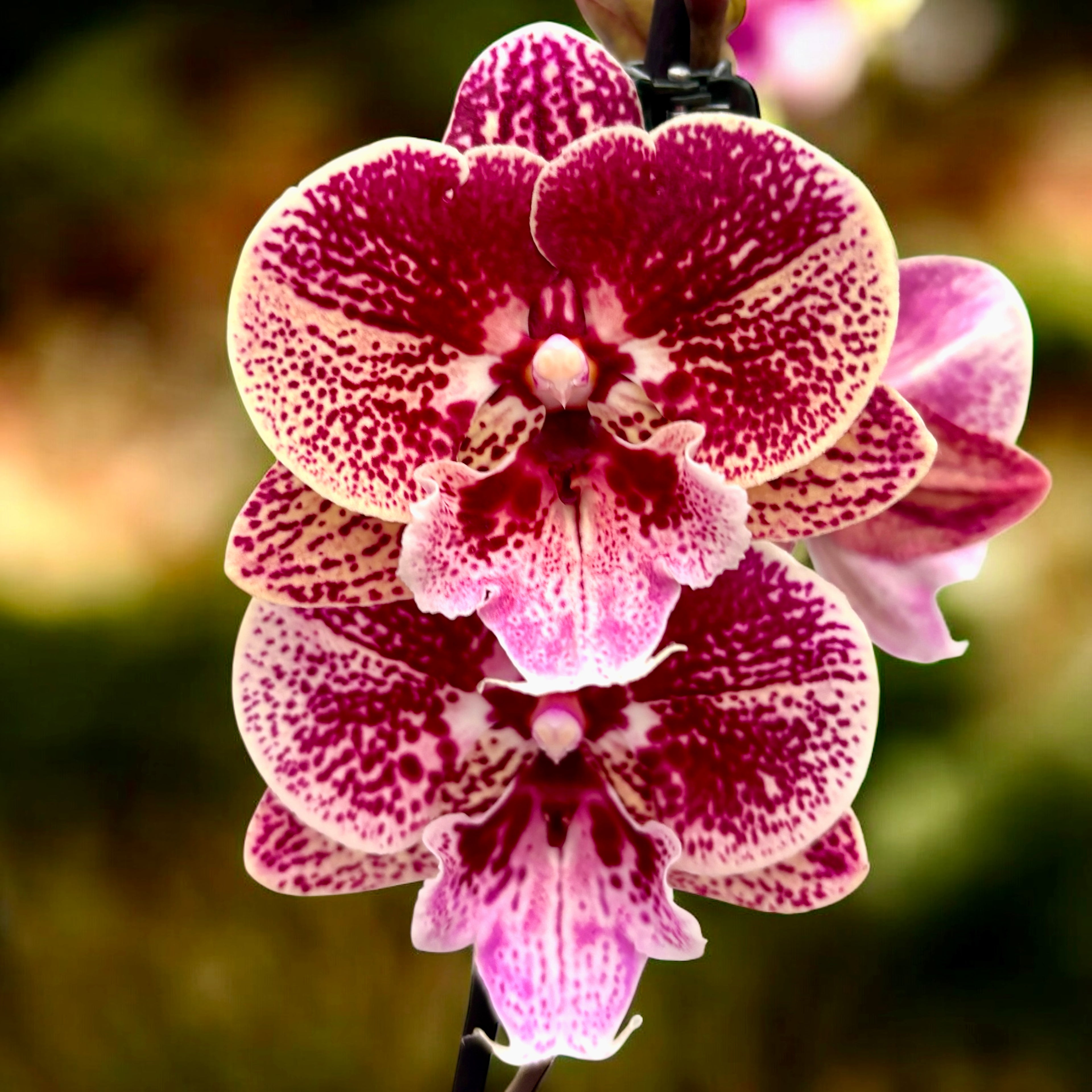 Phalaenopsis Miki Black Witch '74' (Ингрид) голяма устна