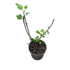 Smochin - Ficus carica 'Panache' (fructe variegate)