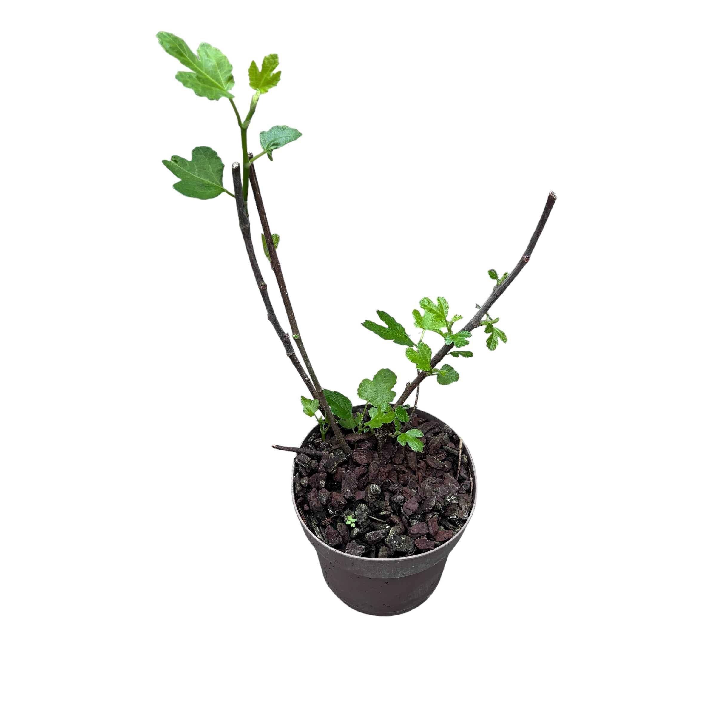 Figa - Ficus carica 'Panache' (owoce pstre)