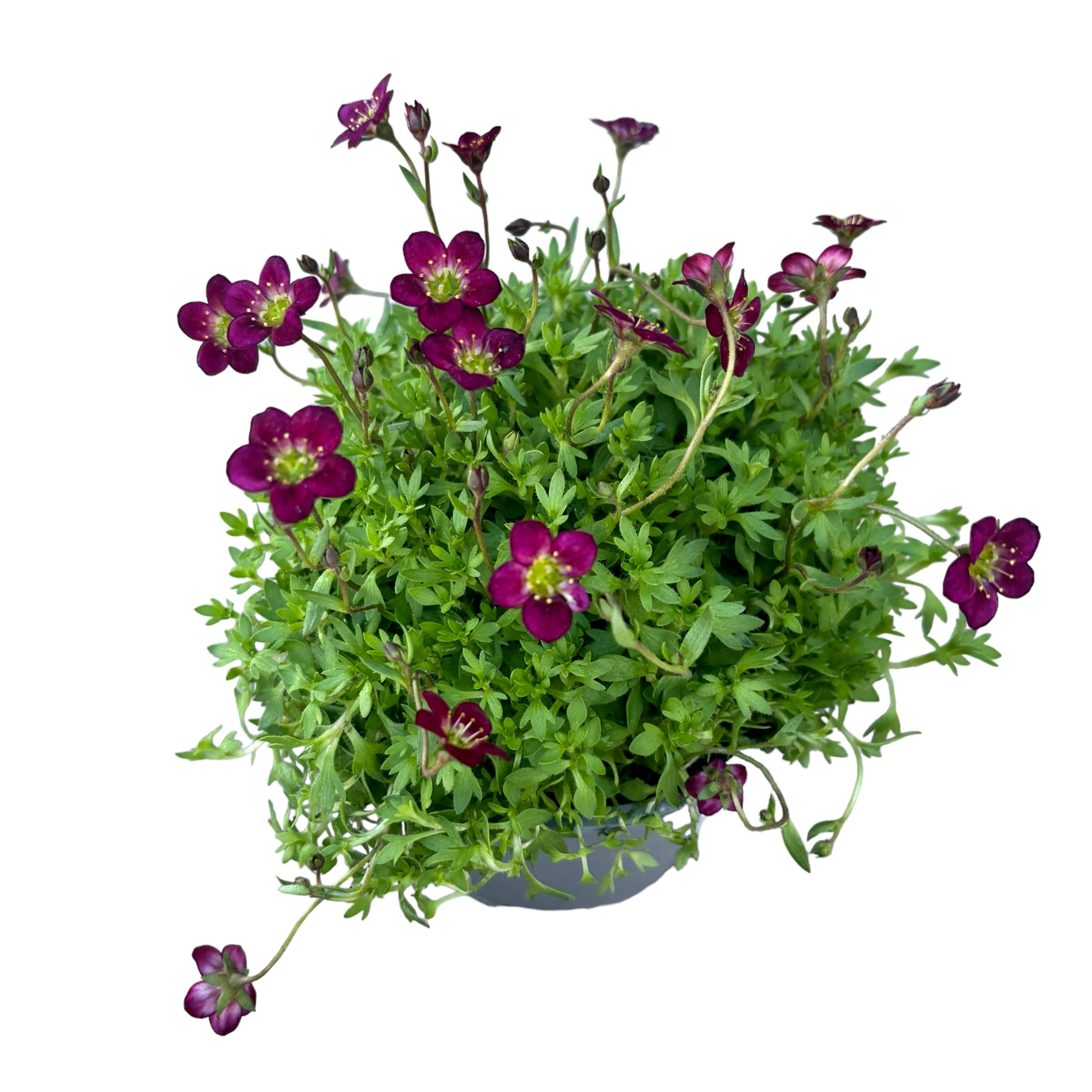 Saxifraga ardensii Red