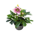Helleborus orientalis „Double Ellen Pink” (Spanz) D12