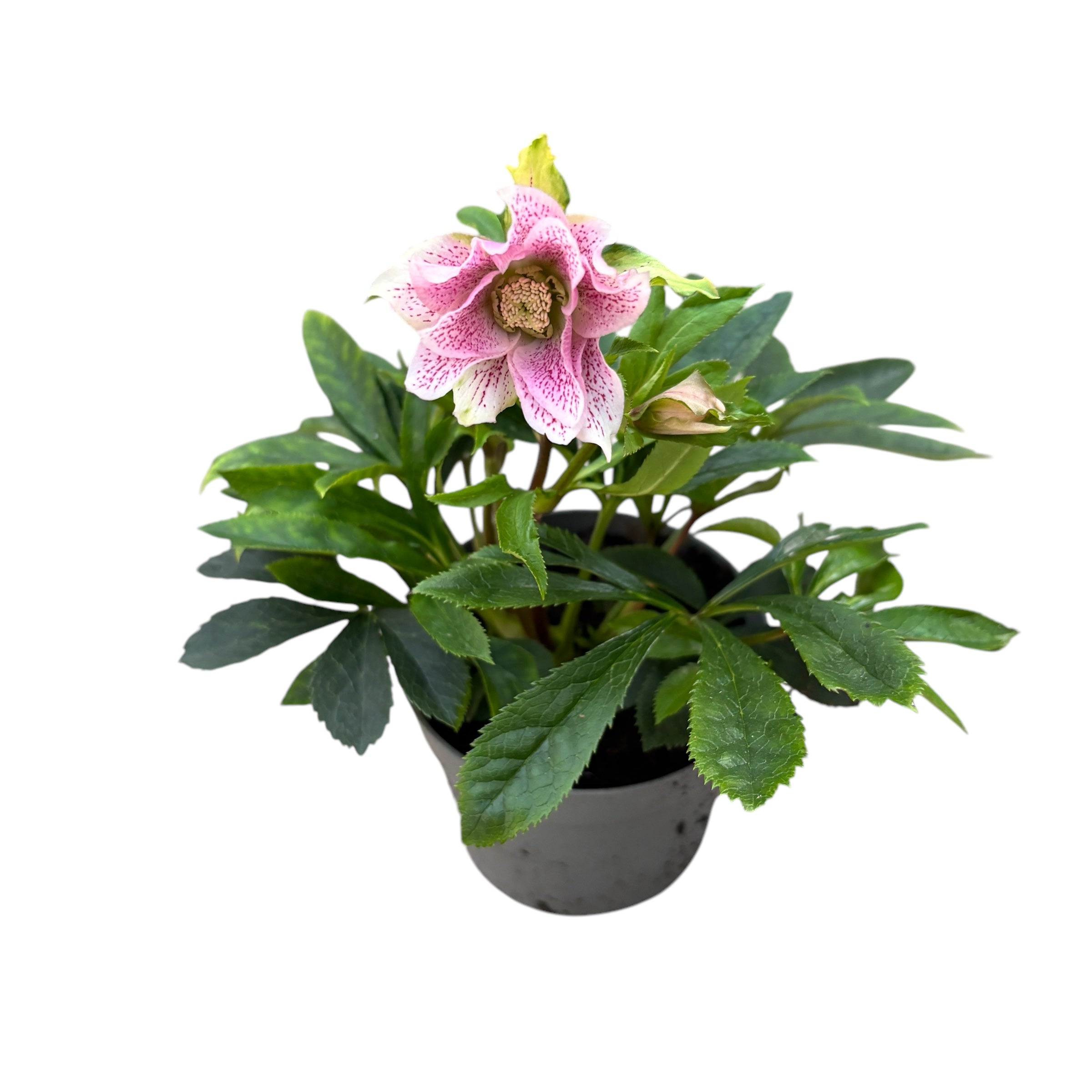 Helleborus orientalis ‘Double Ellen Pink’ (Spanz) D12