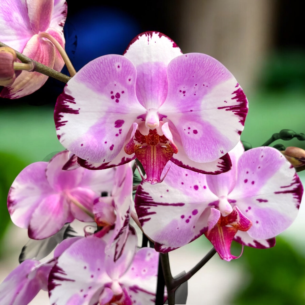 Phalaenopsis Magic Art