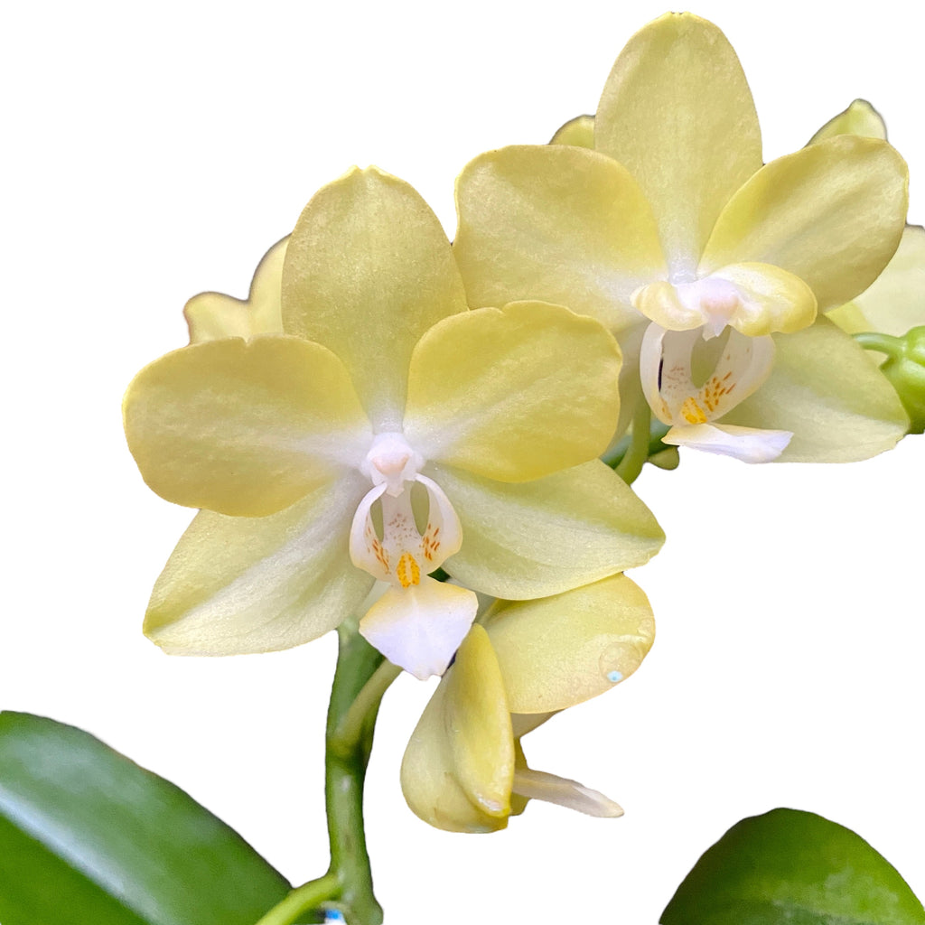 Phalaenopsis Allura Songbird