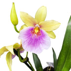 Miltonia Sunset (Pansy Orchid)