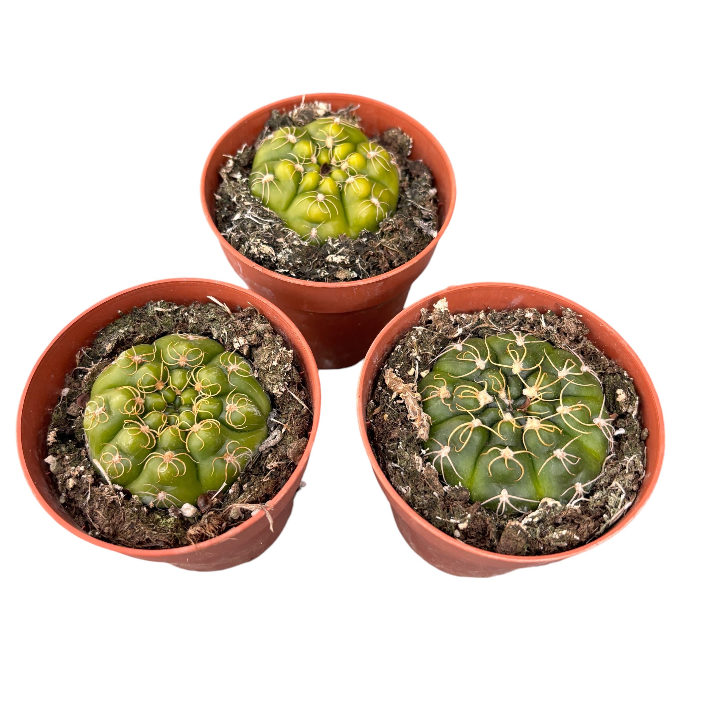 Gymnocalycium denudatum