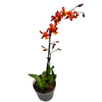 Wilsonara Aloha Sparks 'Halloween'