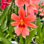 Orange Orchid - Burrageara Nelly Isler Orange (intensely fragrant flowers)