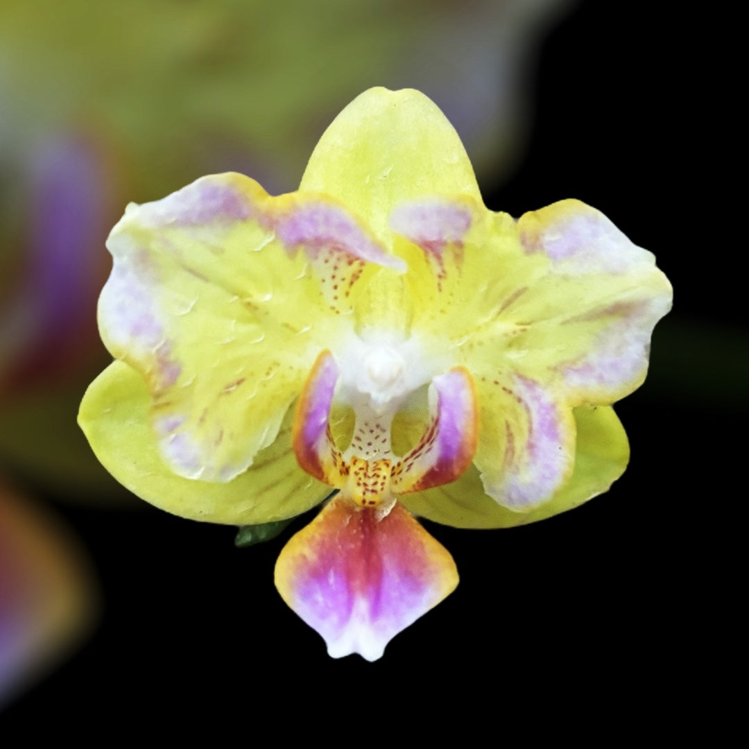 Phalaenopsis Golden Yuzu (pélorique)