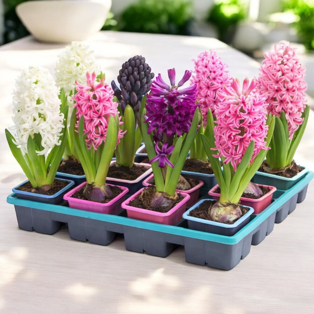 Cibuľky hyacintov v kvetináči, rôzne farby