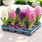 Bulbi di giacinti in vaso (mix colori) set da 20 pezzi