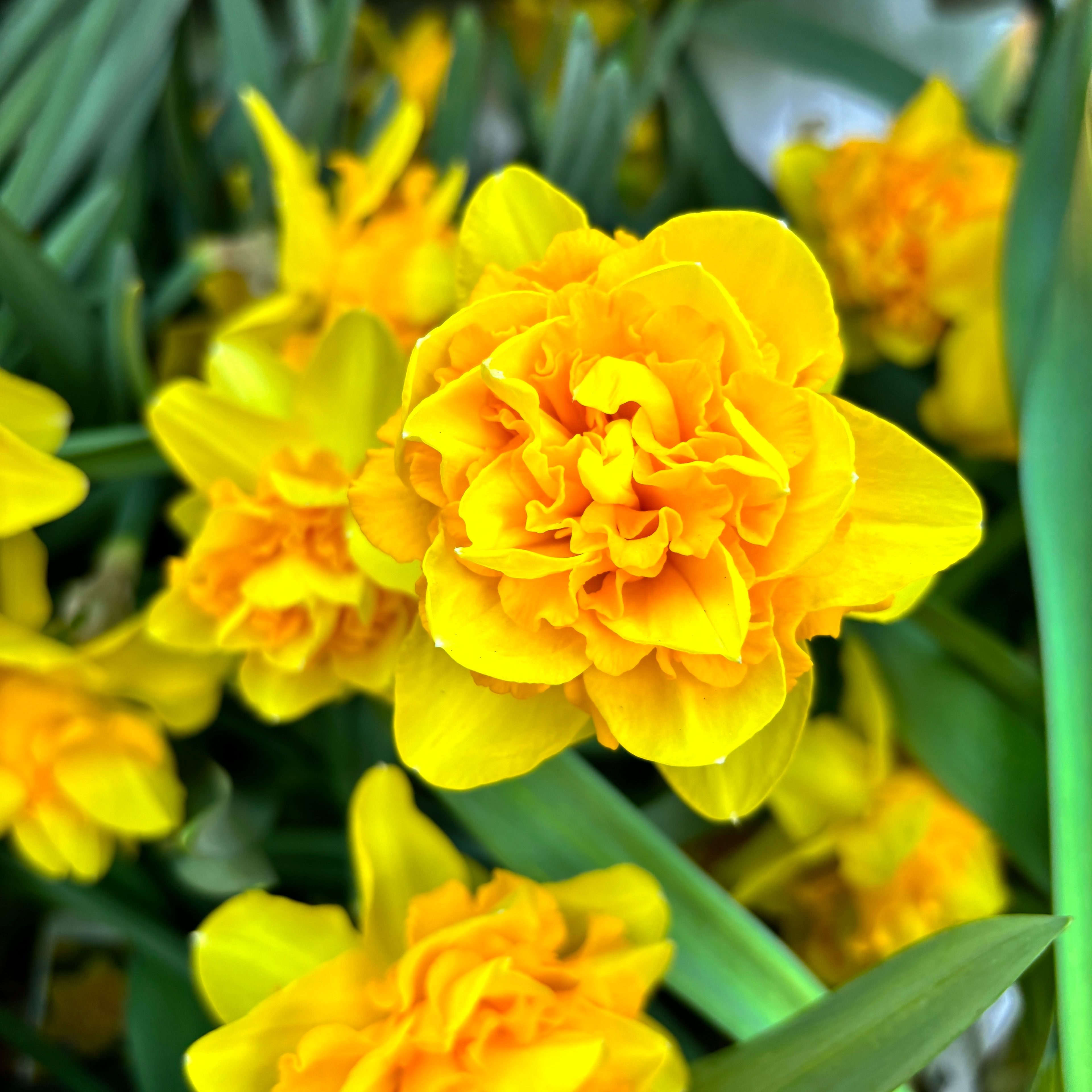 Narcise galbene duble, flori parfumate, XL -  Narcissus 'Sunday Star' (4 bulbi/ghiveci)