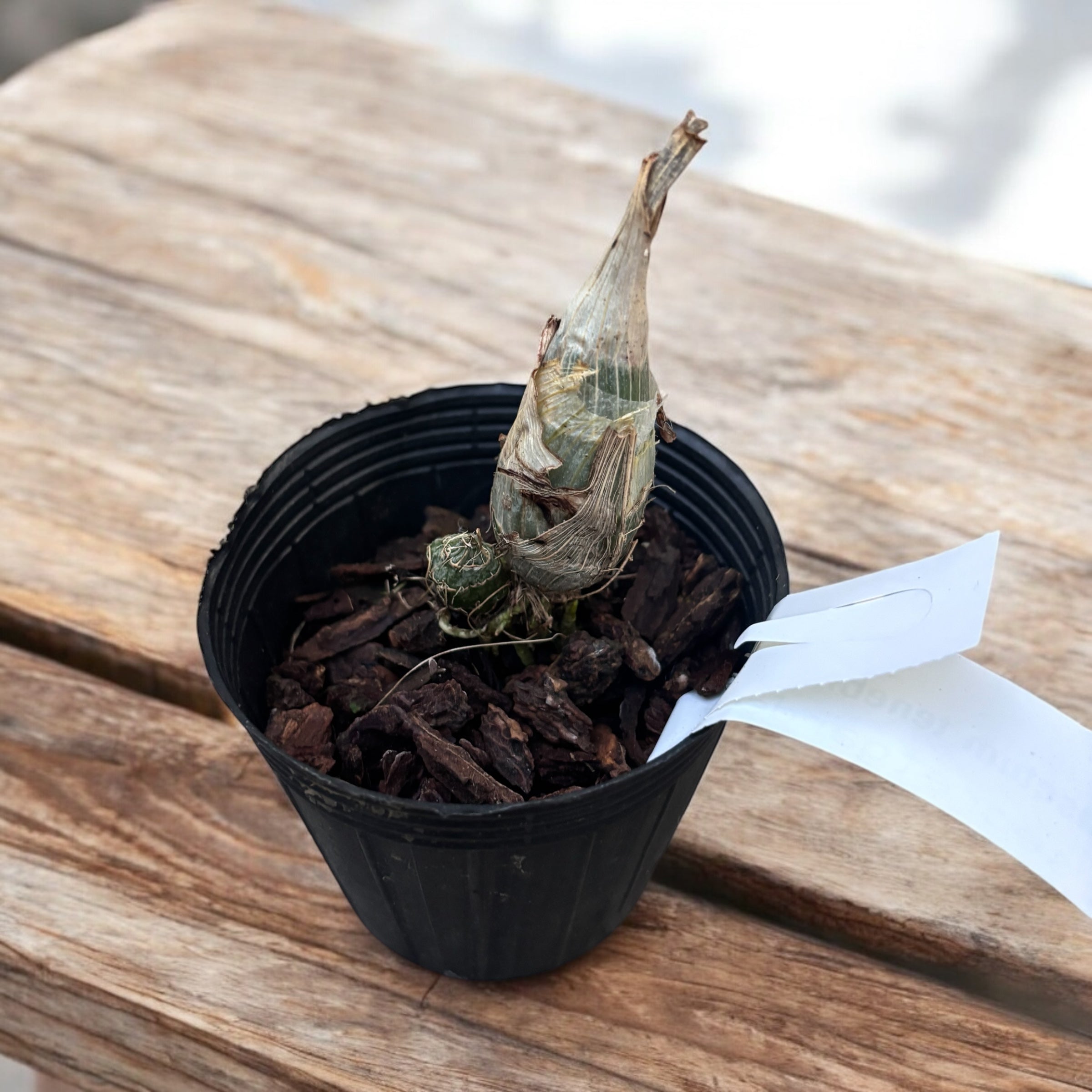 Catasetum tenebrosum parfumat