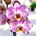 Phalaenopsis Allura Titania