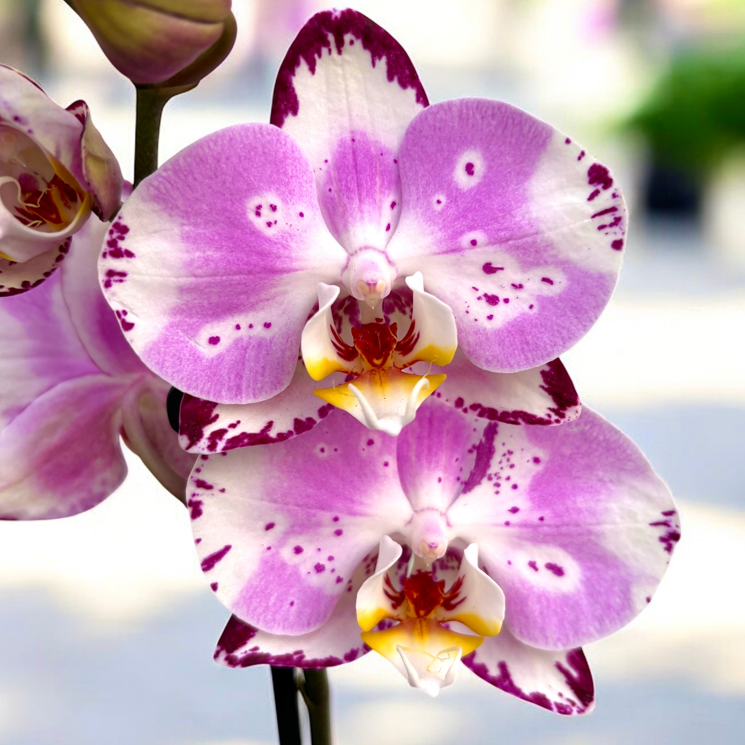 Phalaenopsis Allura Titania