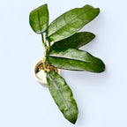 Hoya globulosa - planta de colectie cu inflorire spectaculoasa