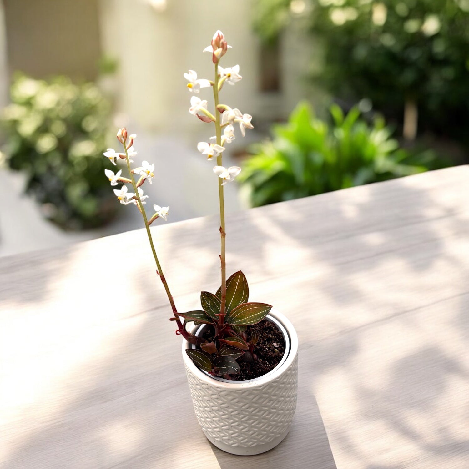 Ludisia discolor (nakit orhideja) D9