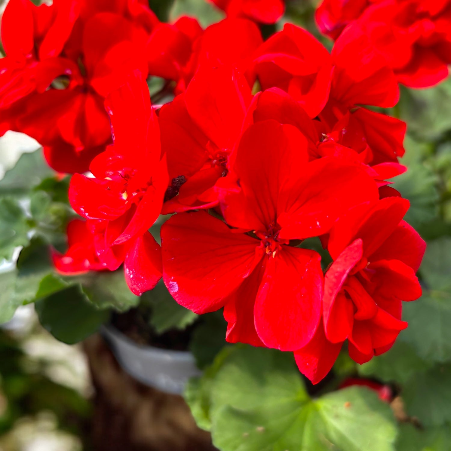 Pelargonium zonale ‘Tango Dark Red’ - muscata compacta cu flori rosu-inchis