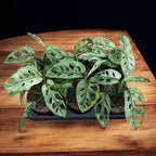 Monstera adansonii 'Mint' (Mottled variegation)