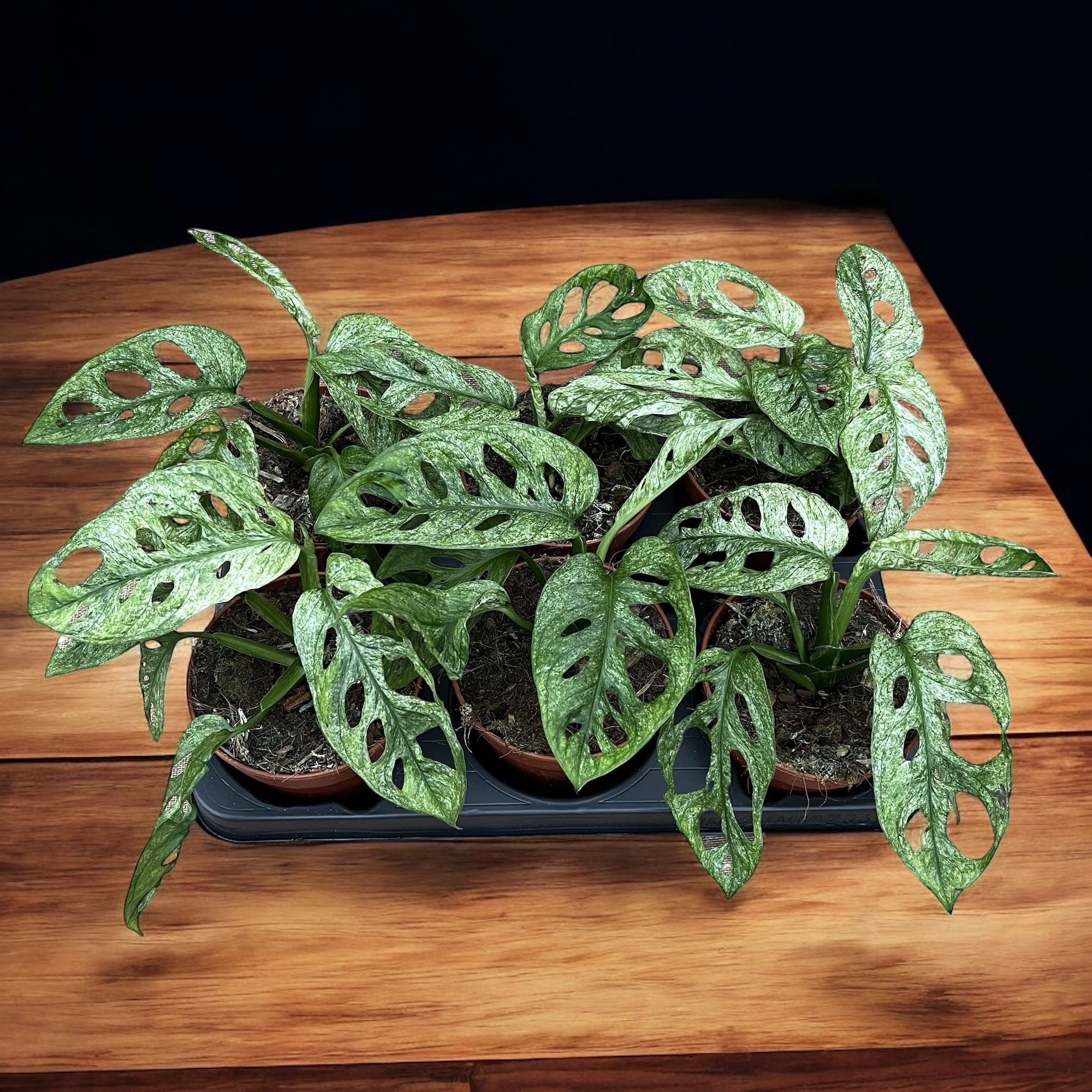 Monstera adansonii 'Mint' (Mottled variegation)