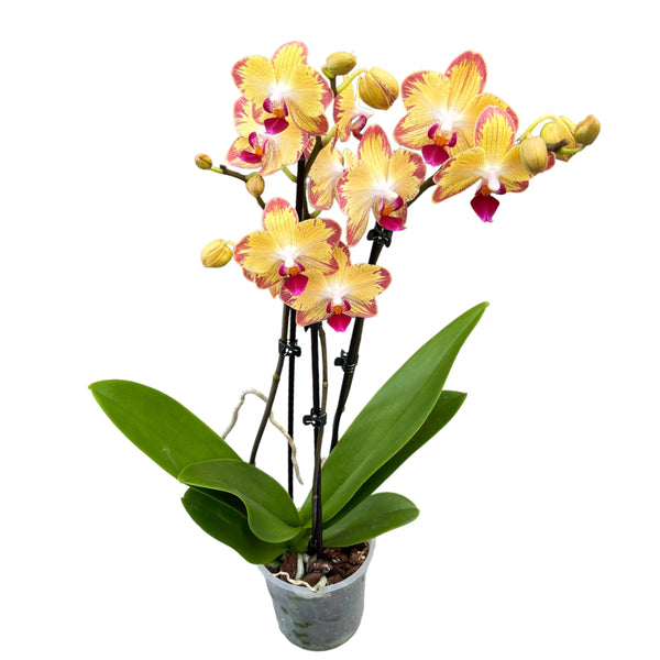 Phalaenopsis Papagayo (Phal. King Shiang's Rose x Phal. King Shiang's Star)