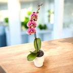 Phalaenopsis Long Pride Berger