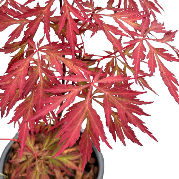 Acer palmatum 'Royal Garnet' (artar japonez)