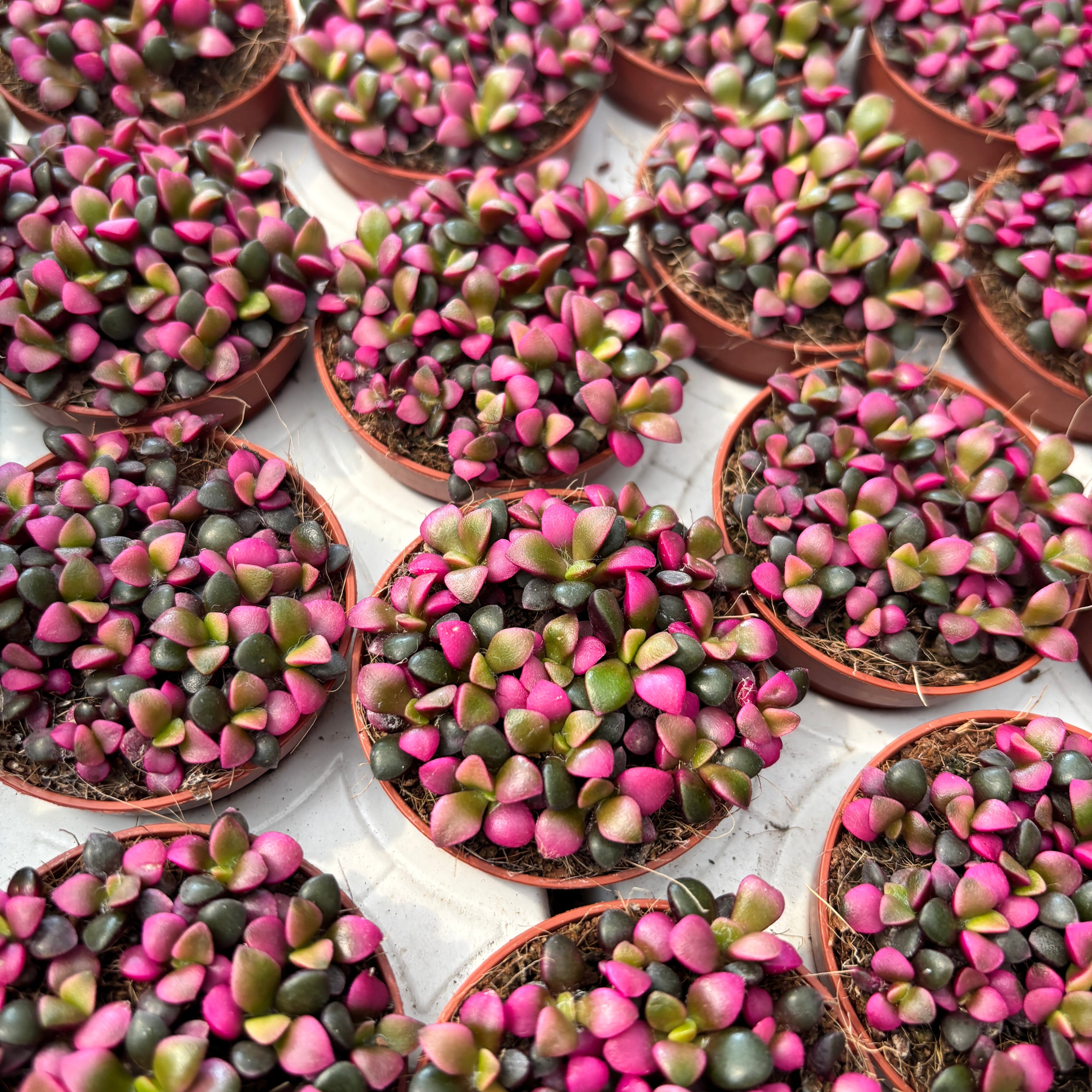 Anacampseros rufescens ‘Tricolor’