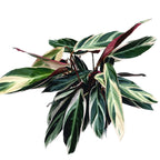 Calathea Triostar (Stromanthe Sanguinea Triostar) D19