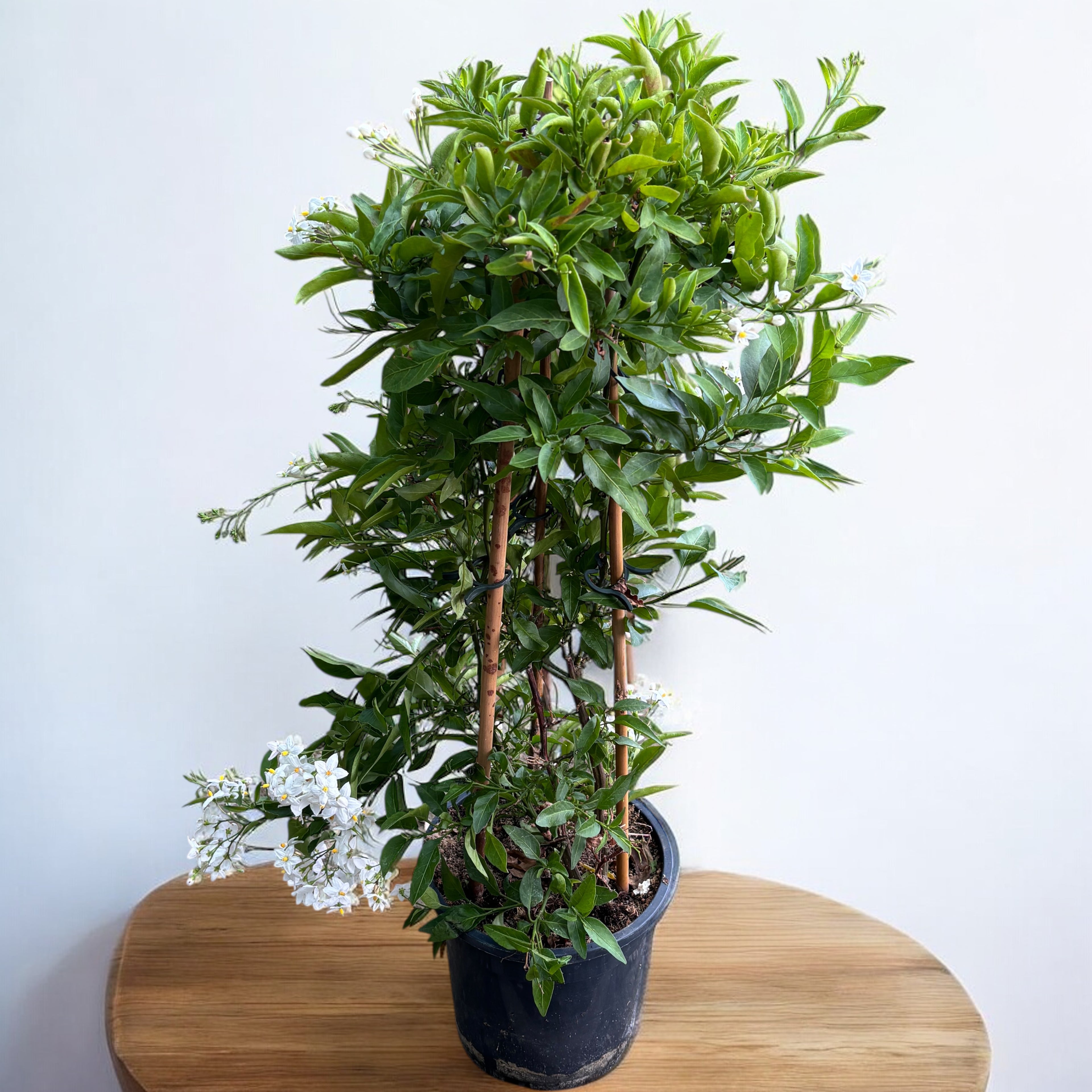 Solanum jasminoides (popínavá jasmín) - exempláře XL