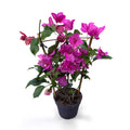 Bougainvillea 'Pink' - rózsaszín papírvirág (kordon)