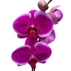 Phalaenopsis Anthura Pretoria