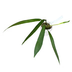 Anthurium vittarifolium