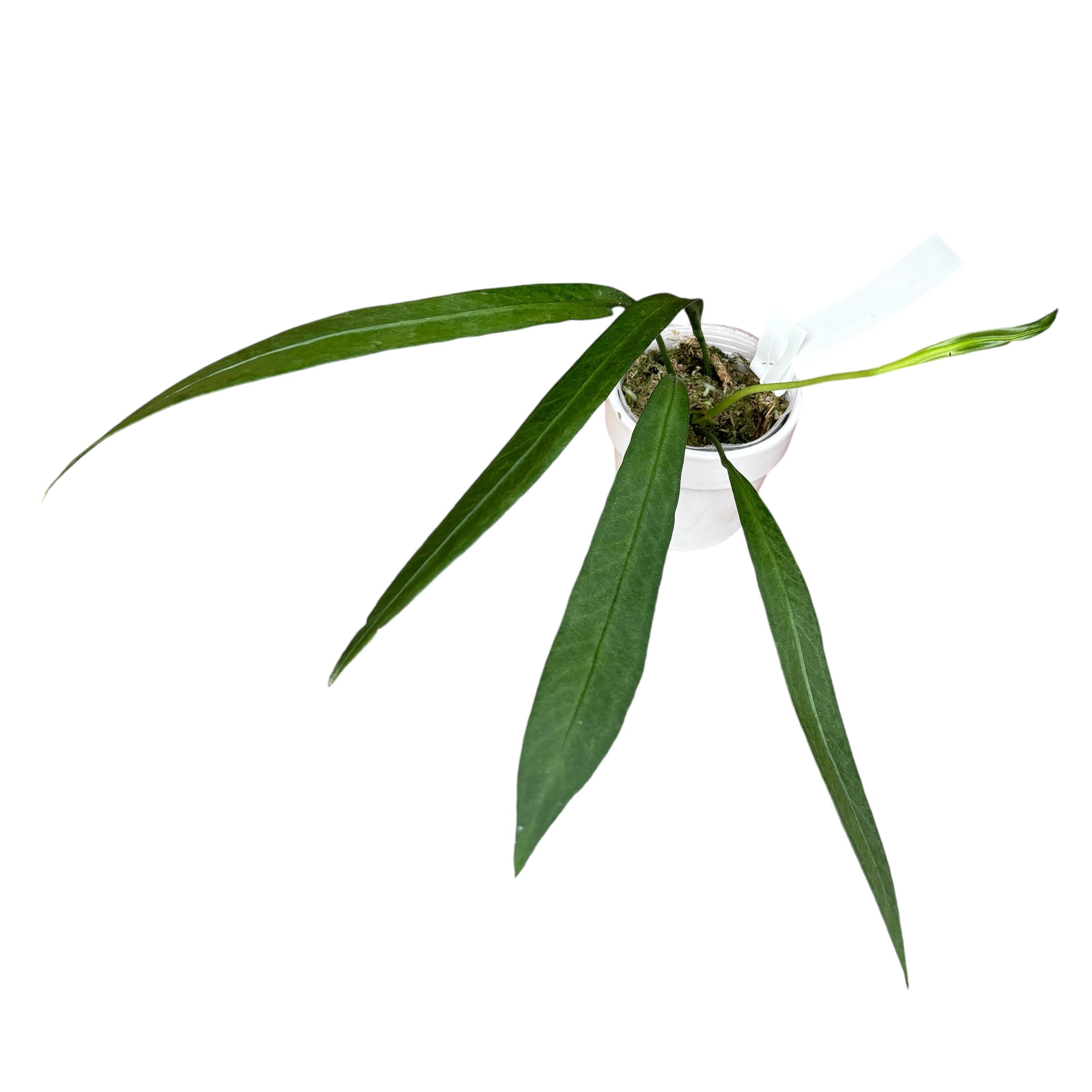 Anthurium vittarifolium