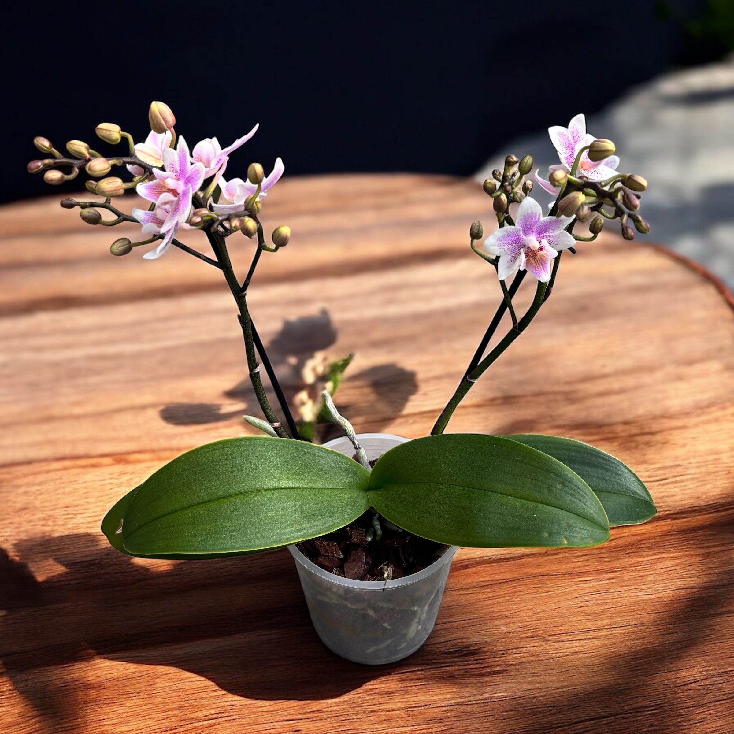 Phalaenopsis Pink Wing