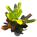 Croton Codiaeum Excellent D17