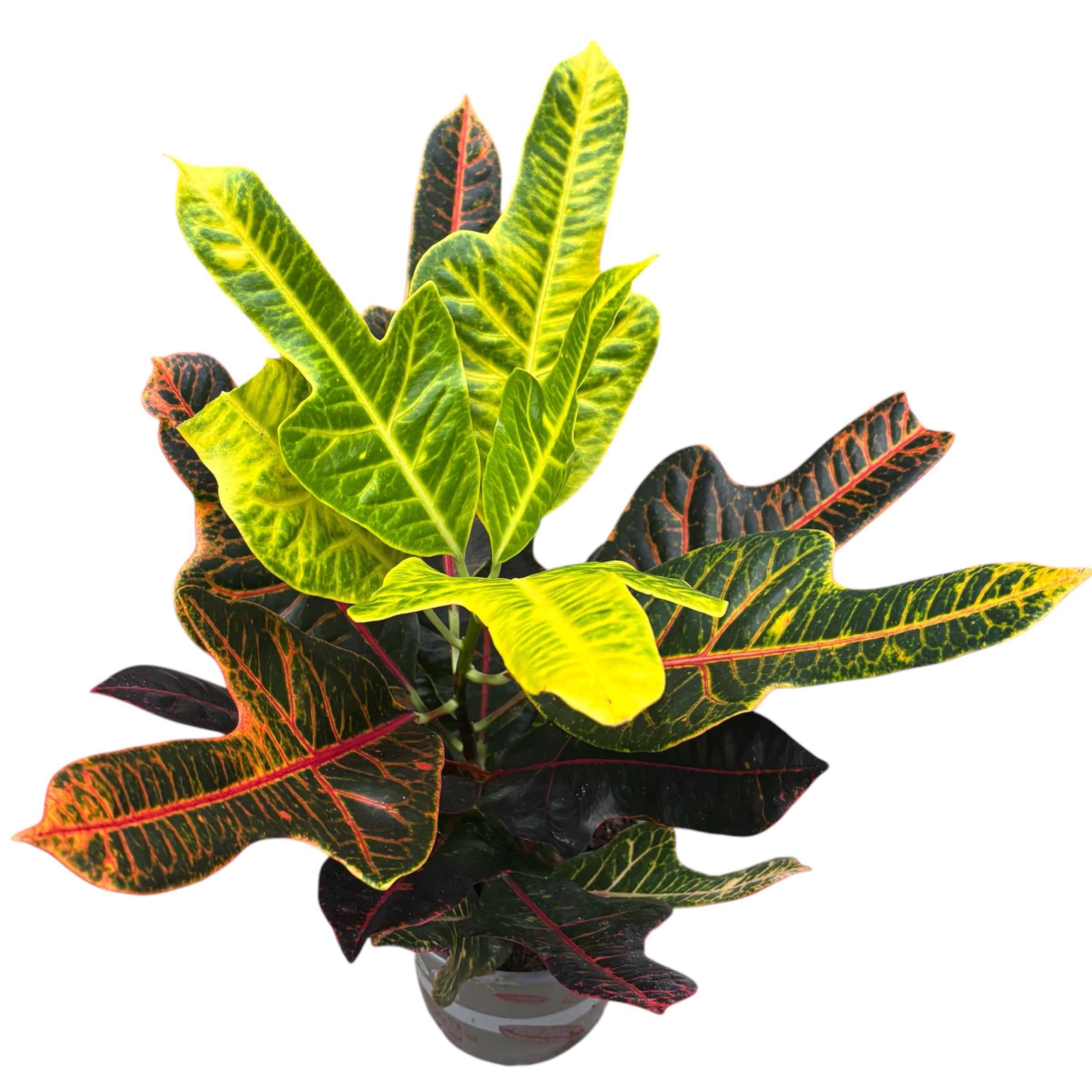 Croton Codiaeum Excellent D17