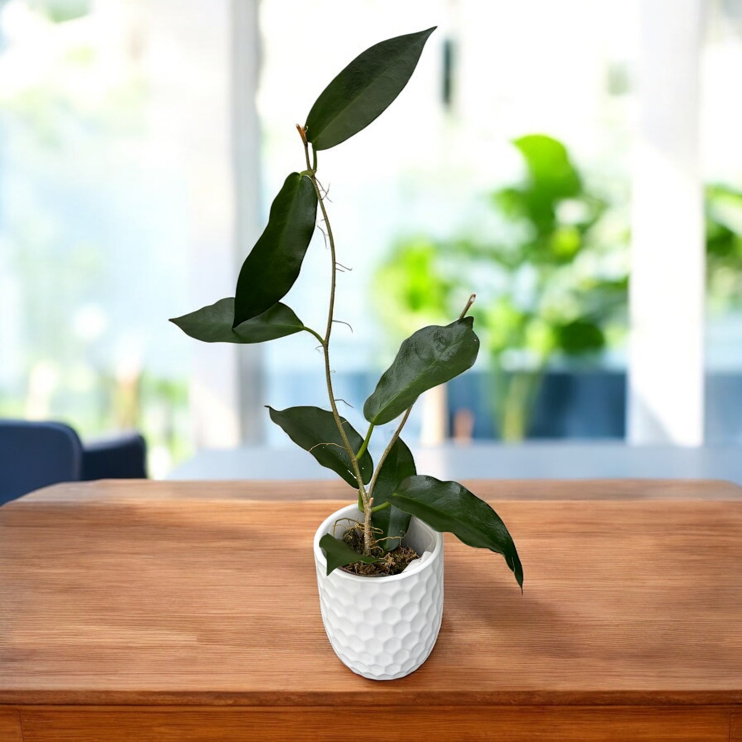 Hoya onychoides – hoya spectaculoasa cu flori mari, in forma de stea, si frunzis texturat