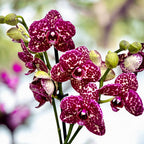 Phalaenopsis Lioulin Divoká Kočka