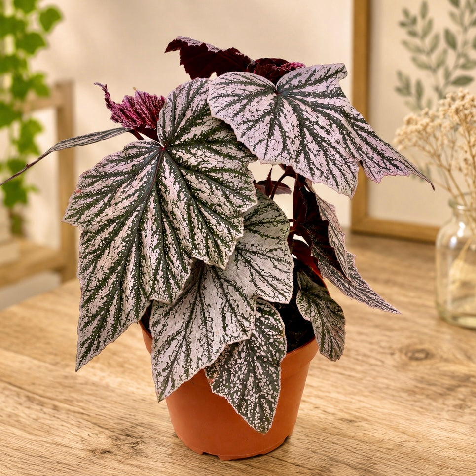 Begonia ‘Pink Minx’ - begonie rara cu frunze argintiu-roz