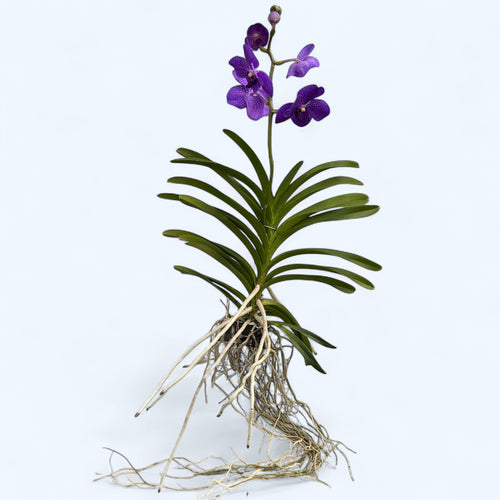 Vanda Pachara Delight Blue (Ansu)