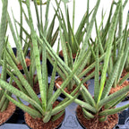 Сансевиерия цилиндрика 'Медуза' D7