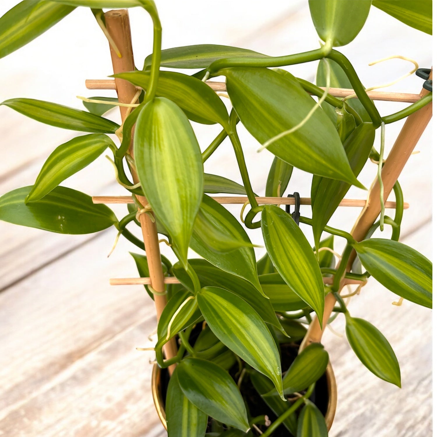 Vanilla planifolia 'Variegata' - Orhideea de vanilie - exemplare XL