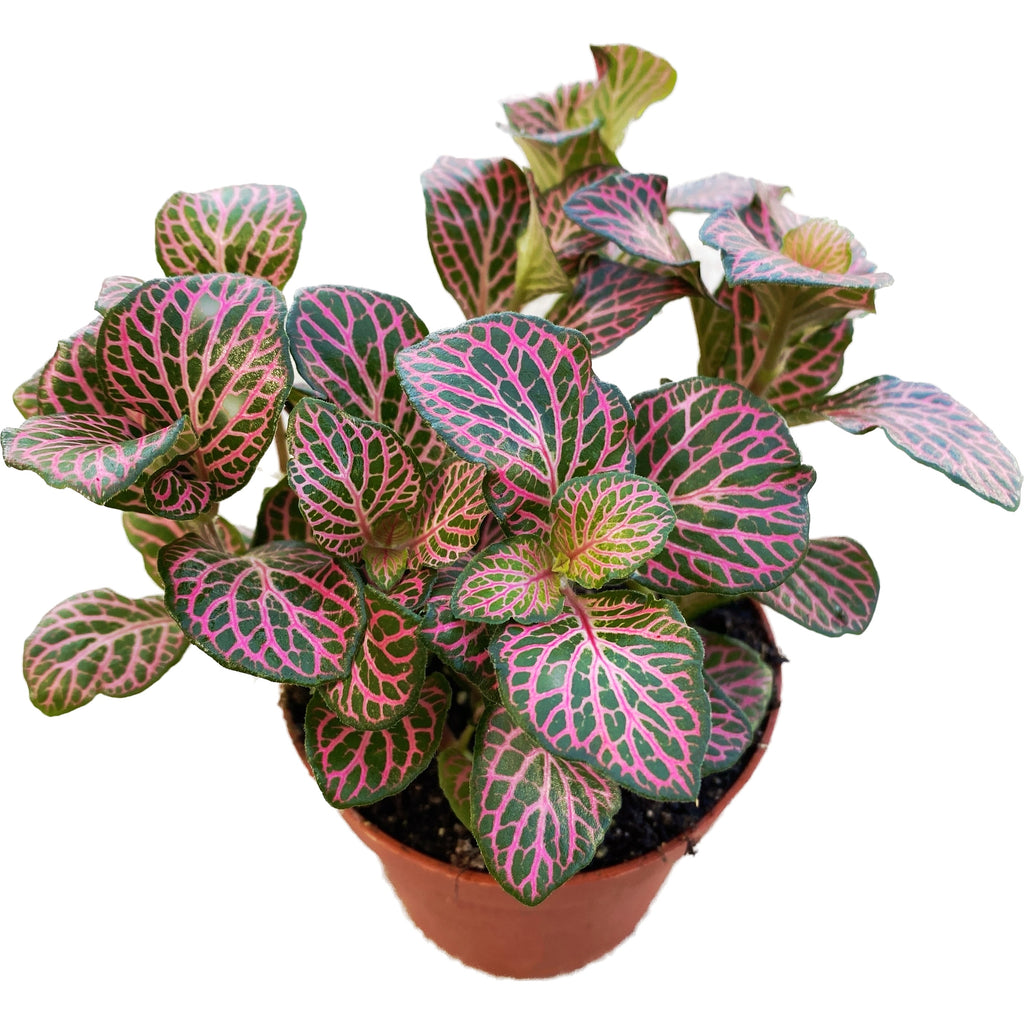 Fittonia verschaffeltii 'Red Angel', roślina mozaikowa