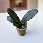 Phalaenopsis Miki Spirit '94'