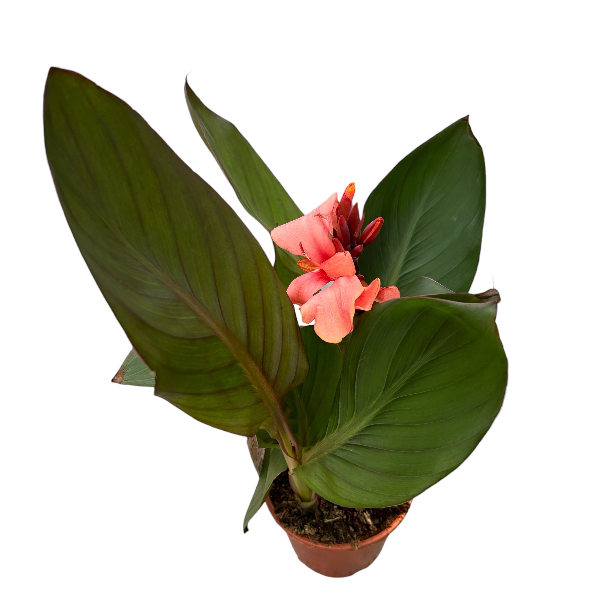 Canna Casa - Indoor/Outdoor