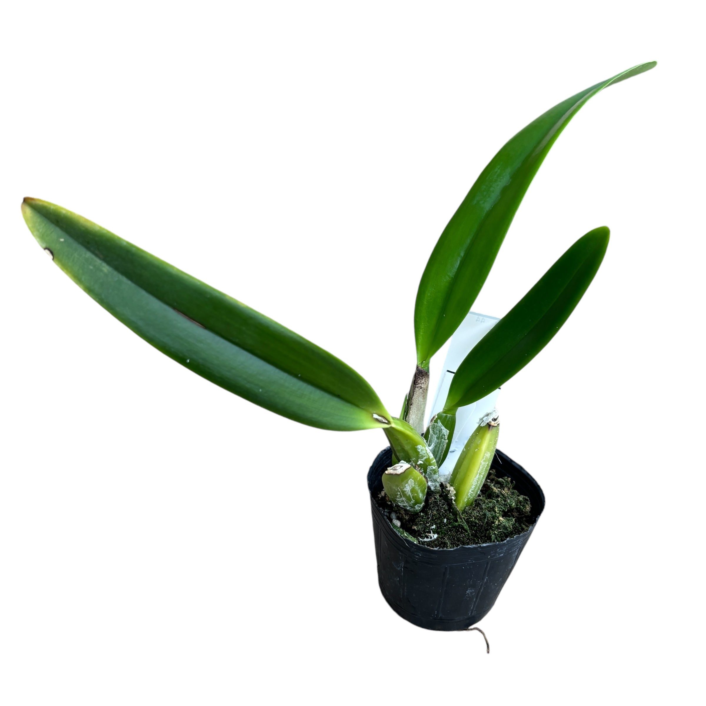 Cattleya percivaliana parfumée