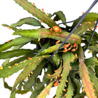 Rhipsalis monacantha - primerki XL