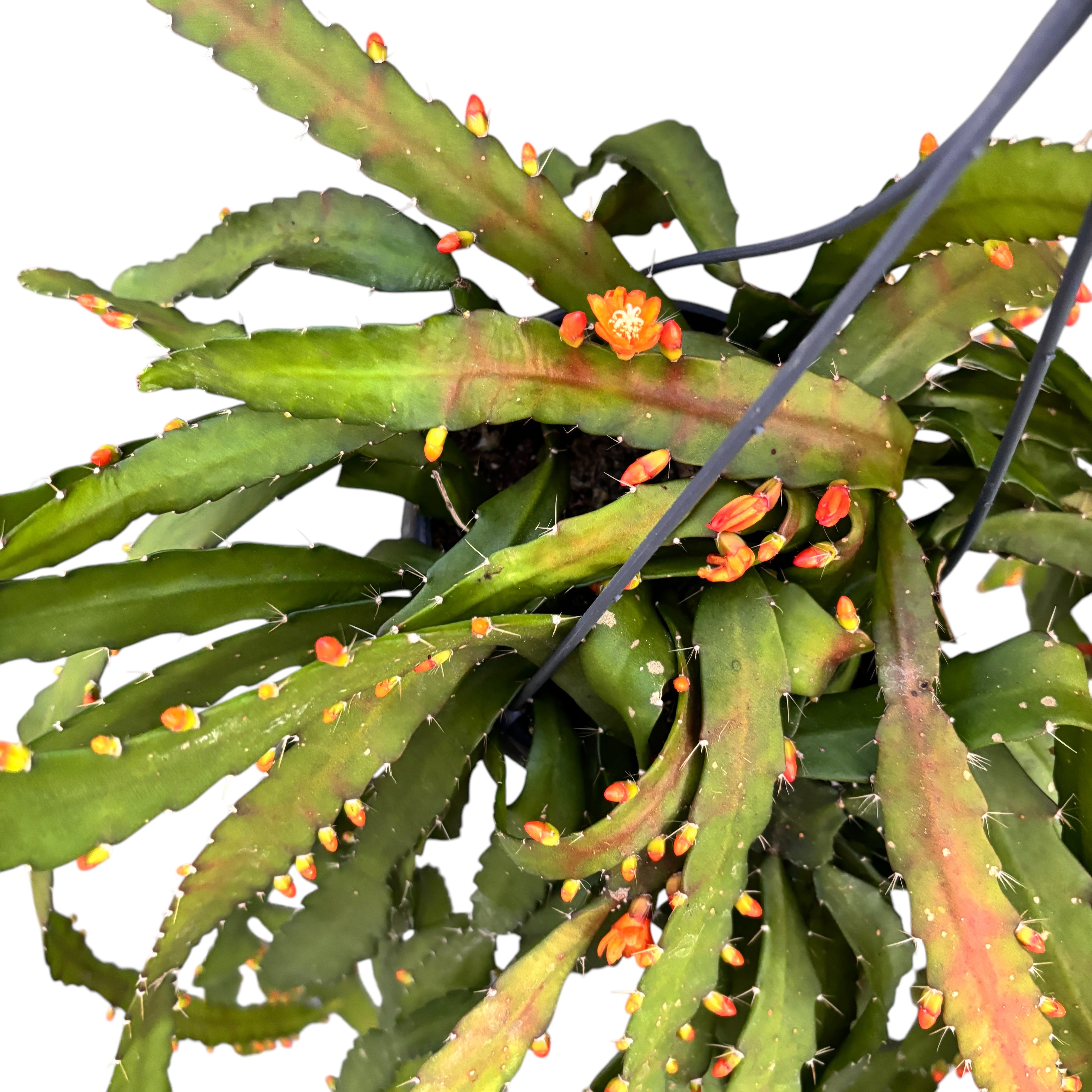 Rhipsalis monacantha - exemplare XL